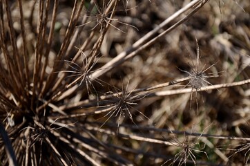 close up of a dry plant
