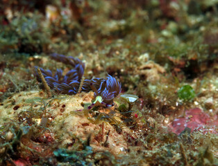 A Blue Dragon nudibranch crawling on corals Boracay Philippines