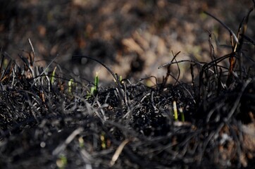 burned dry grass on the field. ash and black grass after burning grass in the meadow