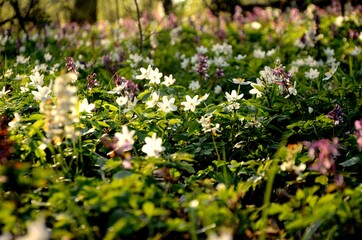 anemone flowers coseup. forest covered with many white wild forest flowers grow in spring. rare flowers rare flowers in the evening sun, floral background