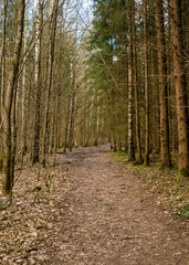 Spring forest. Bialowieza Forest, Poland, Europe