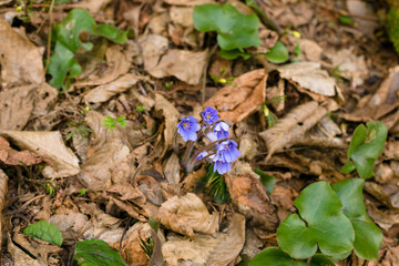 .The first flowers in the forest in early spring