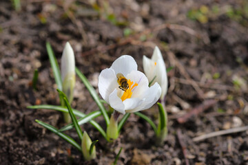 Bees pollinate spring crocuses. Fresh beautiful purple, yellow and white crocuses, selective focus, banner image with sunbeams. Flora and fauna concept.