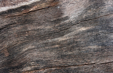 old wood background. Wood structure in white, brown, grey and black. 