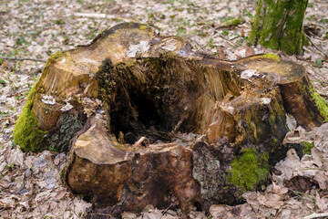 Old tree stump in the forest, hole in the old tree stump