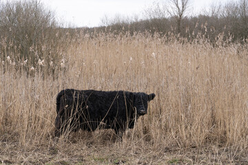 Galloway cattle cows Bos primigenius taurus walking in the fields near the River Lek in Elst The...