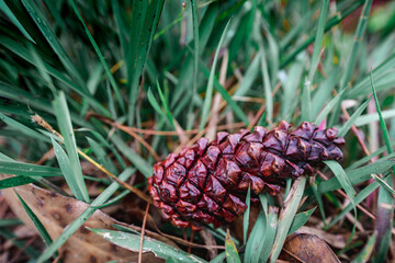 Close up pine cones on the green grass.