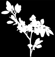 isolated plum tree branch white silhouette