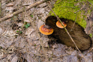 Moss on a tree in a spring forest. Close-up