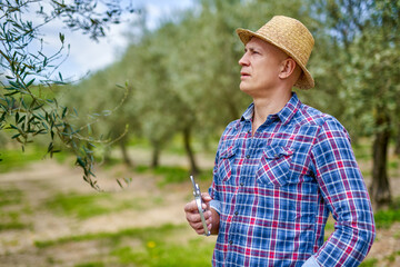 Man farmer with straw hat inspects olive plantation.