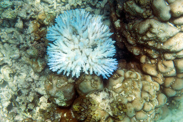 Fototapeta premium View of coral bleaching