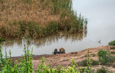 Spotted Hyena eating their prey in the Addo Elephant National Park, Port Elizabeth Region, South...