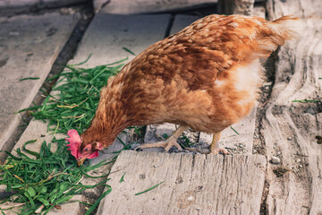 A red hen pecks at green fresh grass on a sunny day on wooden planks.