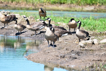 Canada Geese by Pond