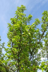 Apricot tree in the garden on blue sky background