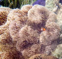 Naklejka premium A picture of beautiful sea anemone