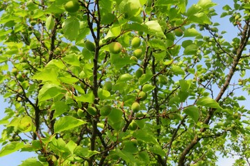 Obraz premium Apricot tree growing in fruit garden against blue sky, closeup