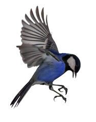 flight of isolated blue tit