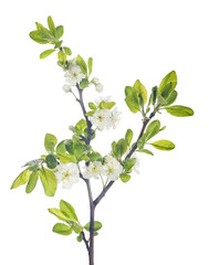 isolated plum tree branch with flowers © Alexander Potapov