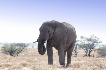 Fototapeta na wymiar A big elephant in savannah