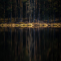 A beautiful reflections of a spring trees on the forest lake water surface. Spring scenery of woodlands in Northern Europe. Forest lake with trees.