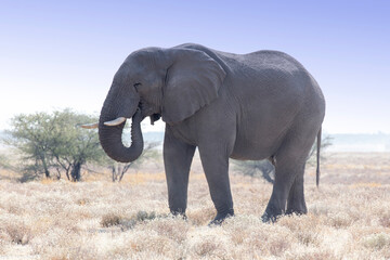 Fototapeta na wymiar A big elephant in savannah