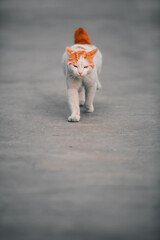 cat walking on the road