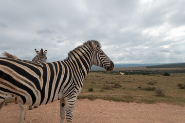 Burchell's Zebra in the Addo Elephant National Park, Port Elizabeth Region, South Africa