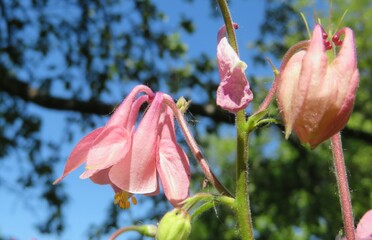Pink aquilegia flowers on blue sky background, closeup