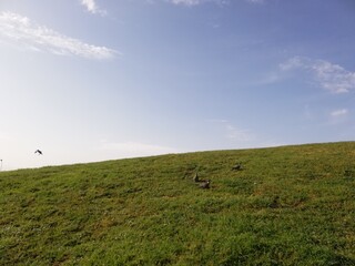 Obraz premium natural landscapes with dove