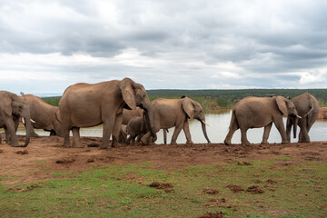 Fototapeta premium Elephants at water source, Addo Elephant National Park, Port Elizabeth Region, South Africa