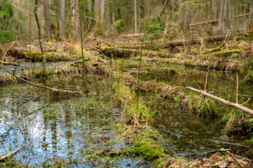 Swamp in the forest of Bialowieza Forest with standing waterin spring. Swamp with roots of felled trees, old forest in spring. Nature background.