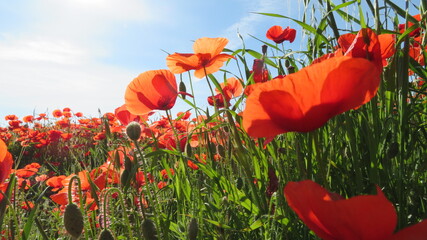 red poppy field