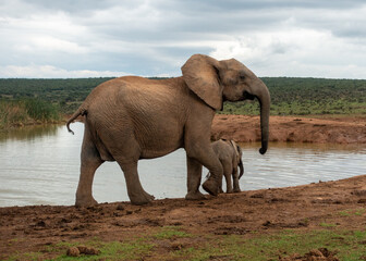 Elephants at water source, Addo Elephant National Park, Port Elizabeth Region, South Africa