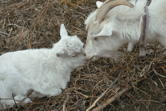goat with a kid. nature photo