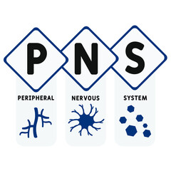 PNS - Peripheral Nervous System  acronym. business concept background.  vector illustration concept with keywords and icons. lettering illustration with icons for web banner, flyer, landing page