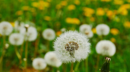white and yellow dandelions in green grass. White dandelion on a background of green grass and yellow dandelions.
