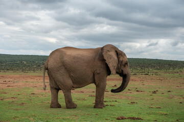 Elephant at the Addo Elephant National Park, Port Elizabeth Region, South Africa