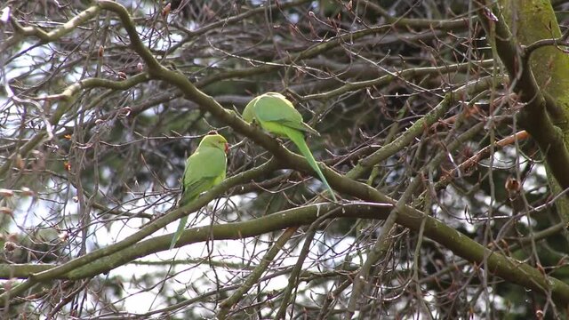Green rose-necked parakeet couple Psittaculidae mating in spring in a tree with its red beak as invasive species in Europe for wildlife birdwatching pairing for little parrots