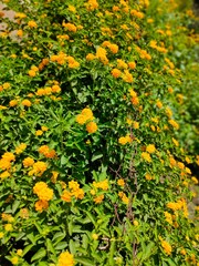 These flowers of yellow Kaner are seen blooming even in the sun.