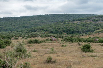 Fototapeta na wymiar Kudu (antelope) in the Addo Elephant National Park, Port Elizabeth Region, South Africa