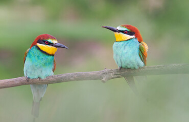 pair of spring beautiful birds bee-eaters