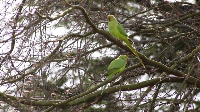 Green rose-necked parakeet couple Psittaculidae mating in spring in a tree with its red beak as invasive species in Europe for wildlife birdwatching pairing for little parrots