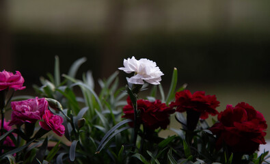 Garofanino bianco