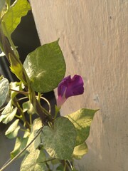 Purple Morning Glory Flower