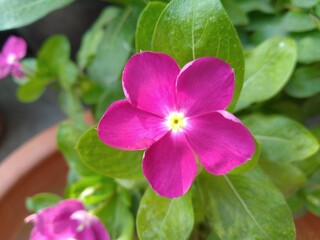 Purple Periwinkle Flower