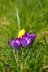 three bright lilac crocus buds and one yellow one growing on the green grass in the garden side view