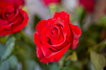 rosa rossa