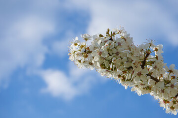 White blossoms of a blackthorn plant in the spring