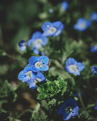 Flora Flowers Wildlife Macro Perspective Moody Spring . High quality photo